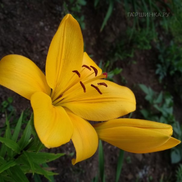 превью изображения отзыва