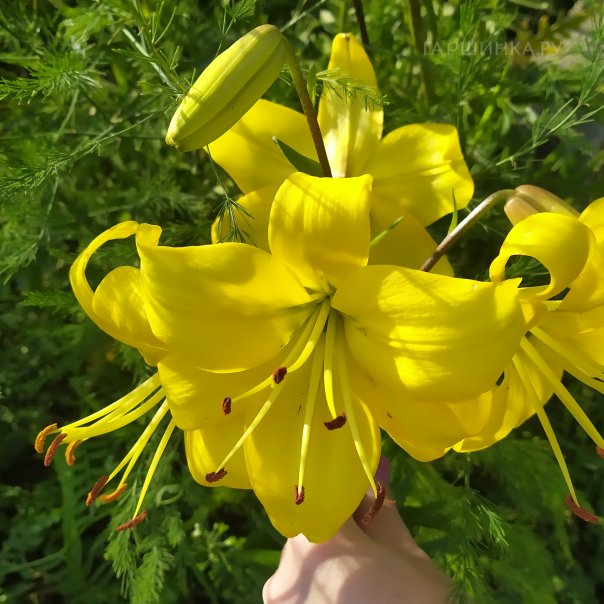 превью изображения отзыва