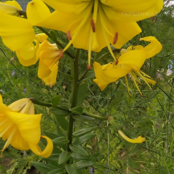 превью изображения отзыва