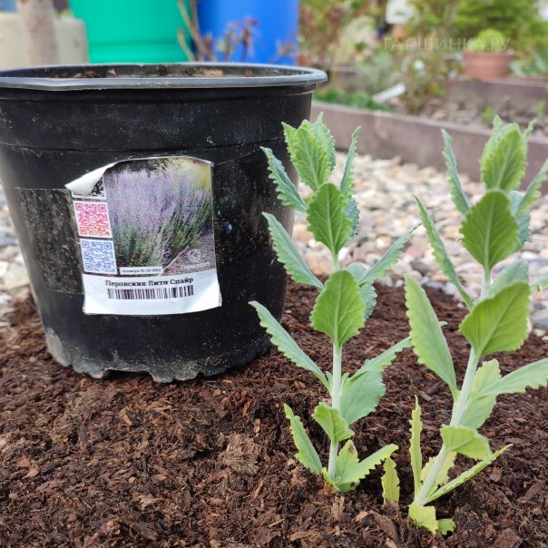 превью изображения отзыва