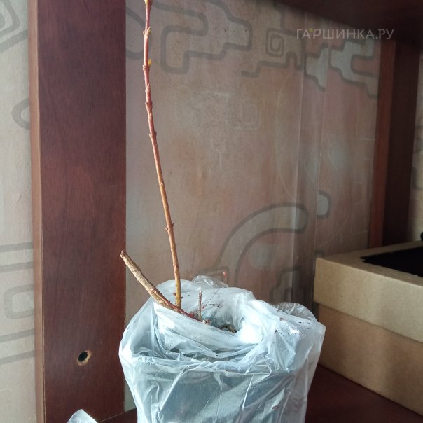 превью изображения отзыва