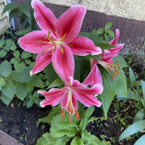 превью изображения отзыва