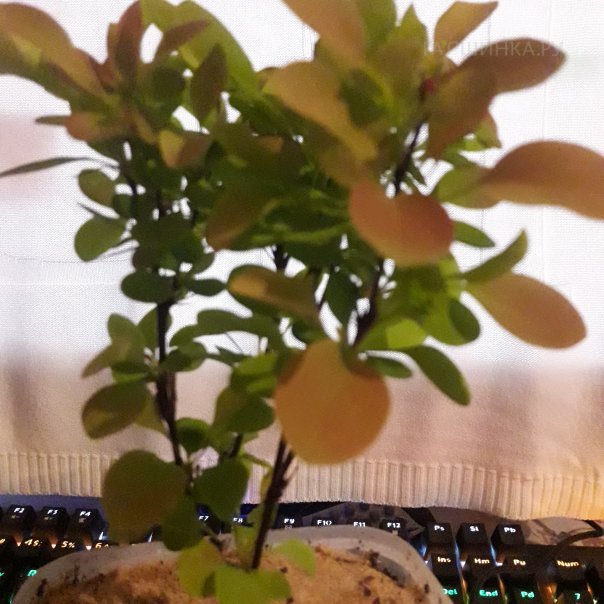 превью изображения отзыва