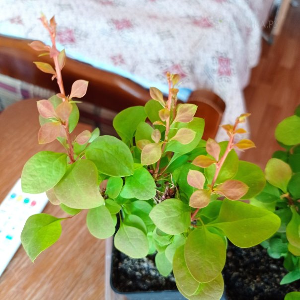 превью изображения отзыва