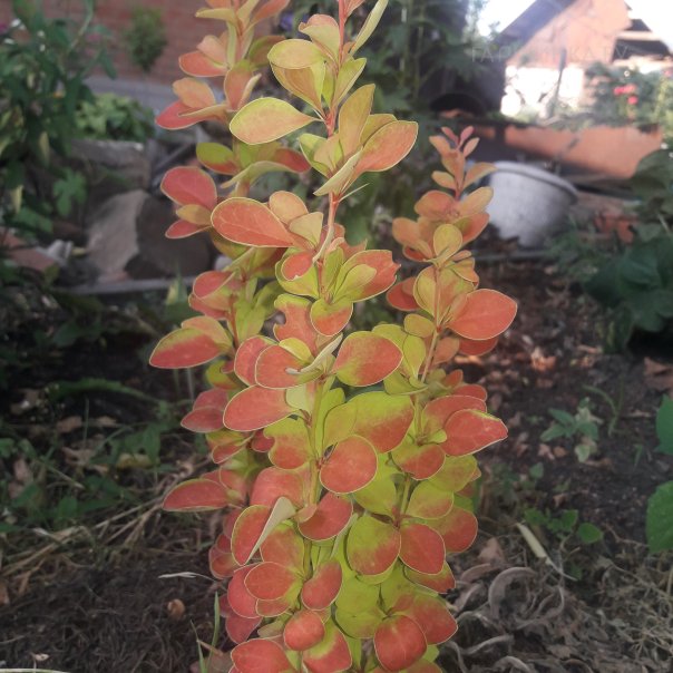 превью изображения отзыва