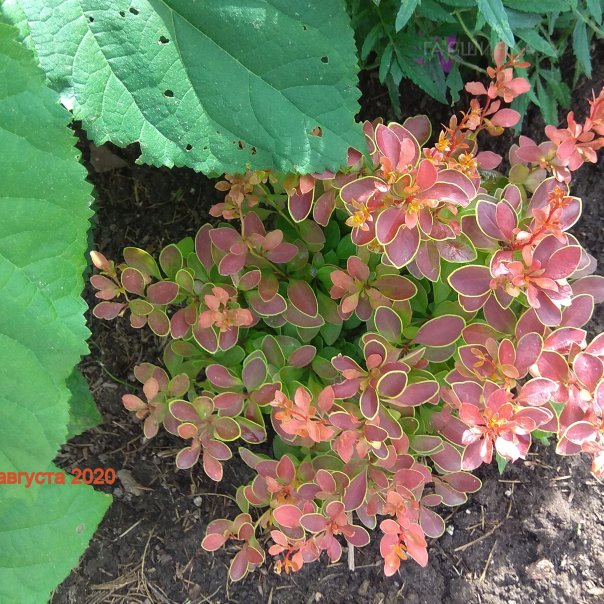 превью изображения отзыва