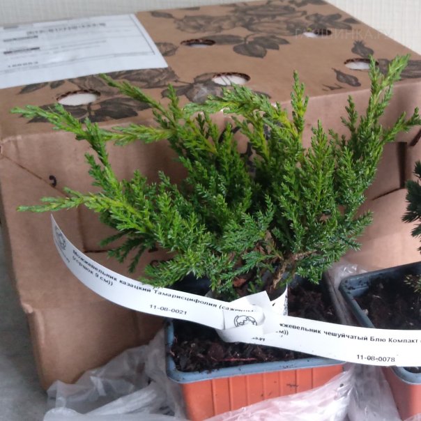 превью изображения отзыва