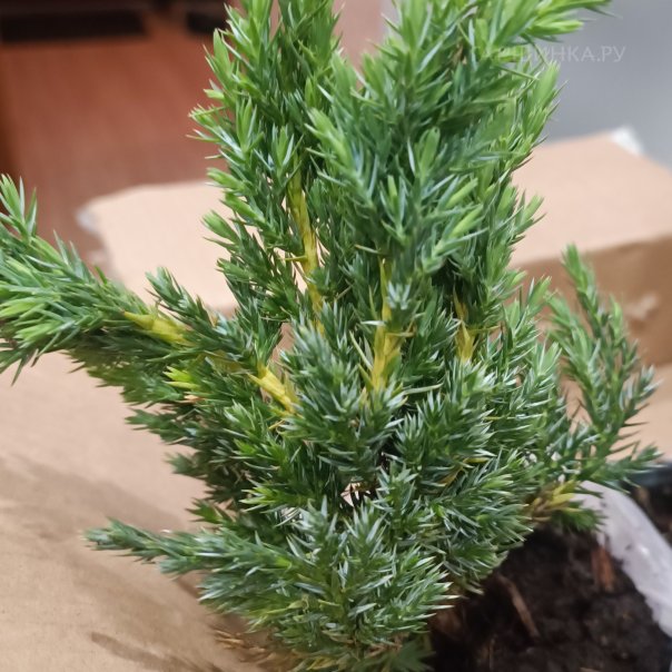 превью изображения отзыва