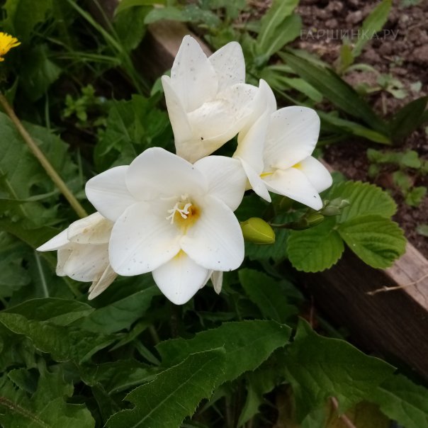 превью изображения отзыва