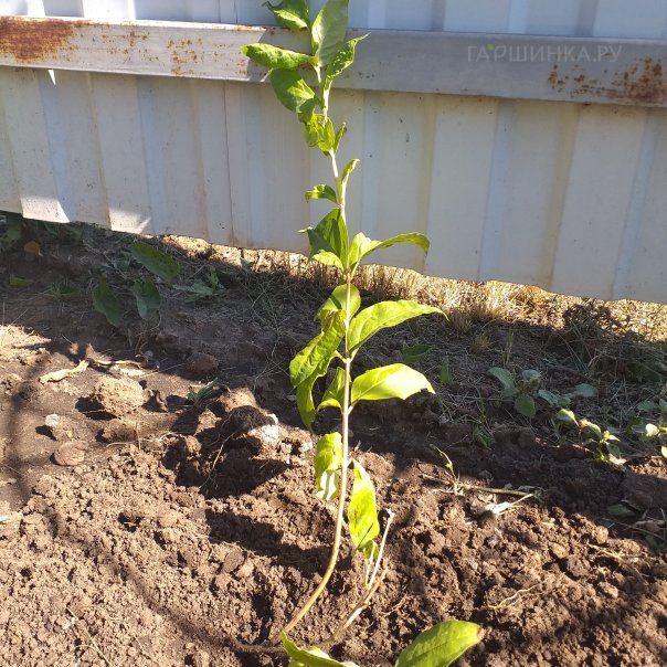 превью изображения отзыва