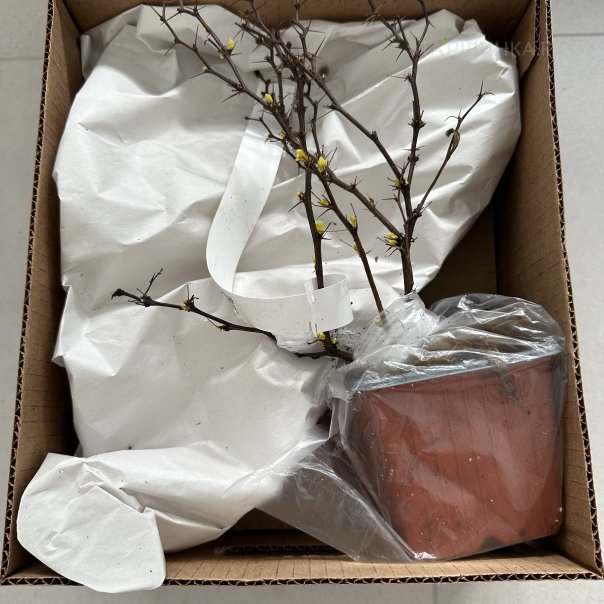 превью изображения отзыва