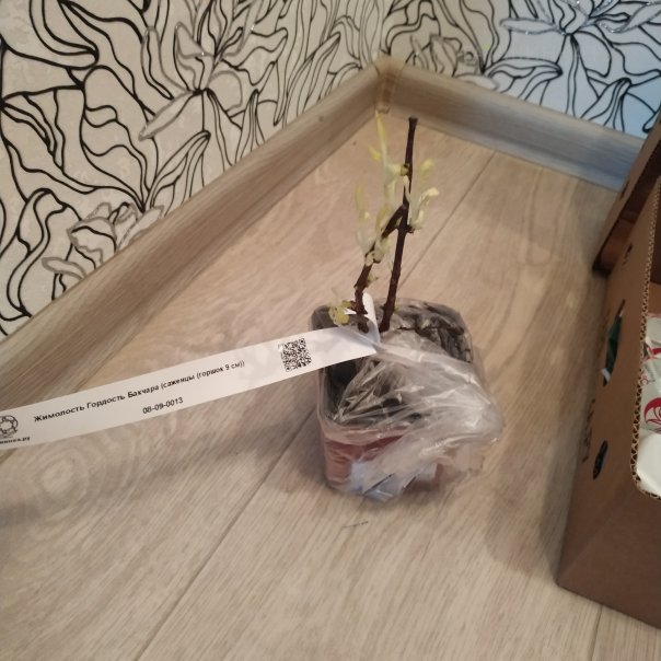 превью изображения отзыва