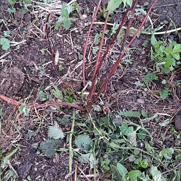 превью изображения отзыва