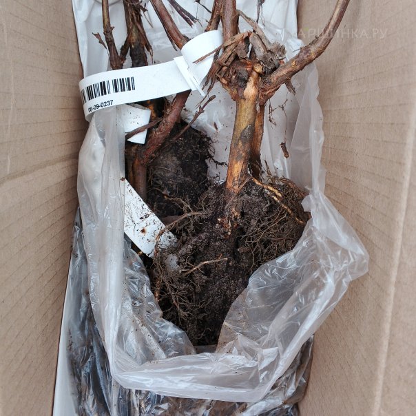 превью изображения отзыва