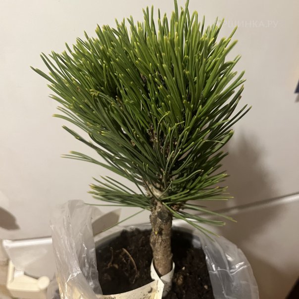 превью изображения отзыва