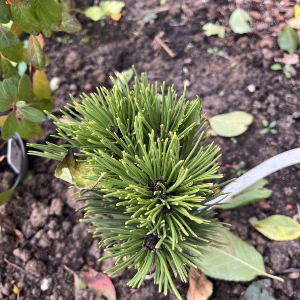 превью изображения отзыва