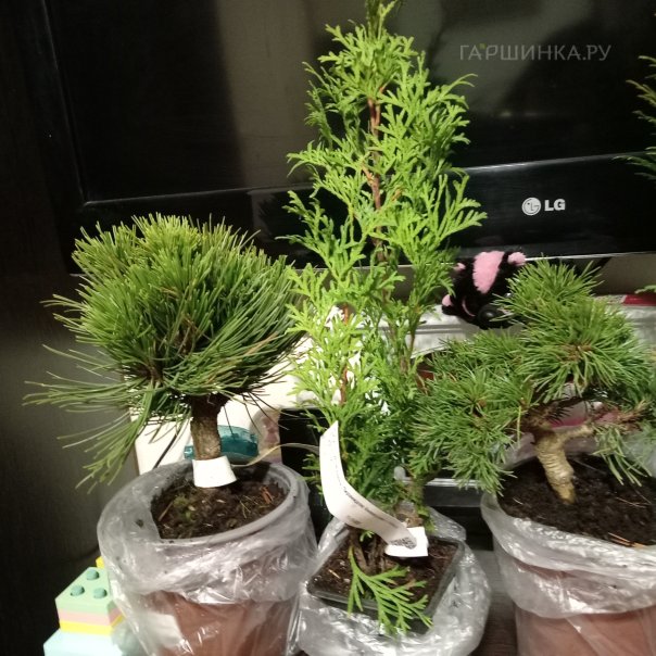 превью изображения отзыва