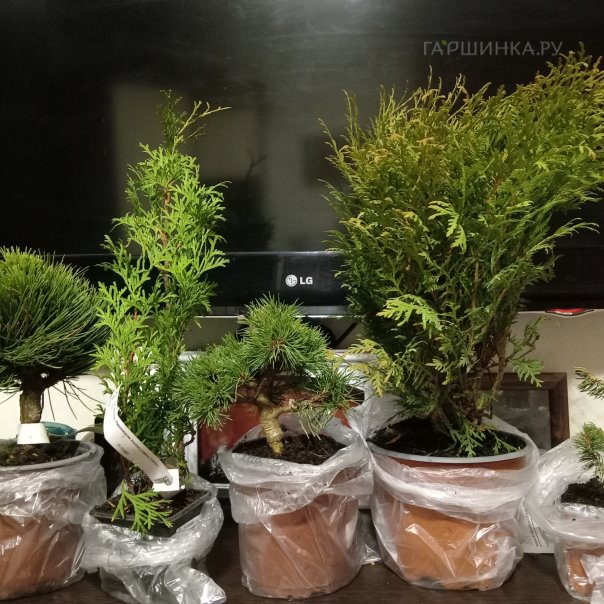 превью изображения отзыва