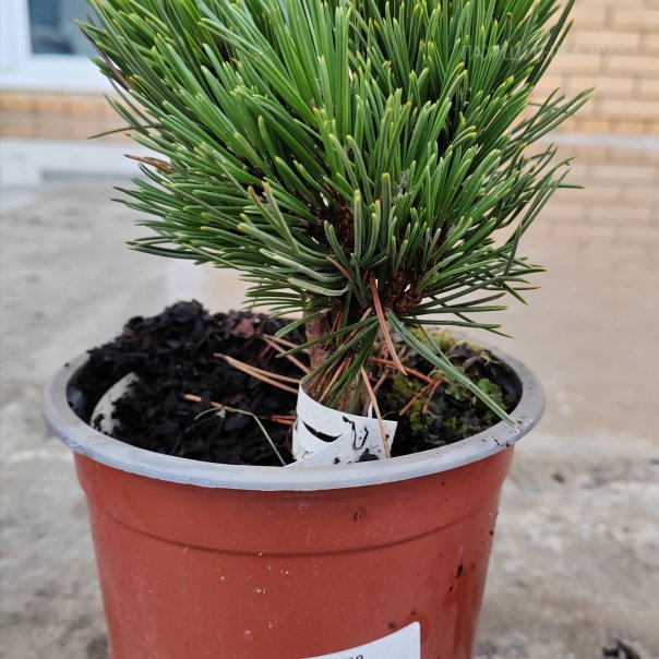 превью изображения отзыва