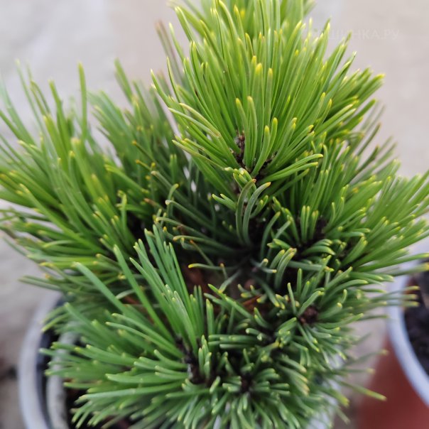 превью изображения отзыва