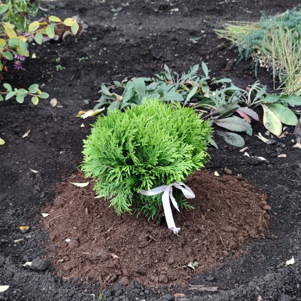 превью изображения отзыва