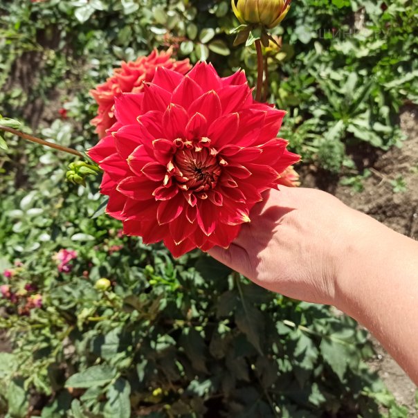 превью изображения отзыва