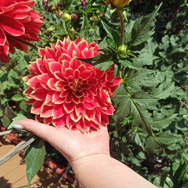 превью изображения отзыва