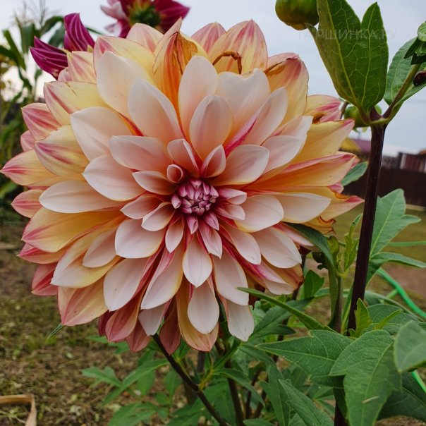 превью изображения отзыва