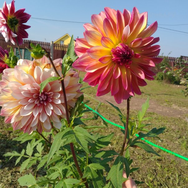 превью изображения отзыва