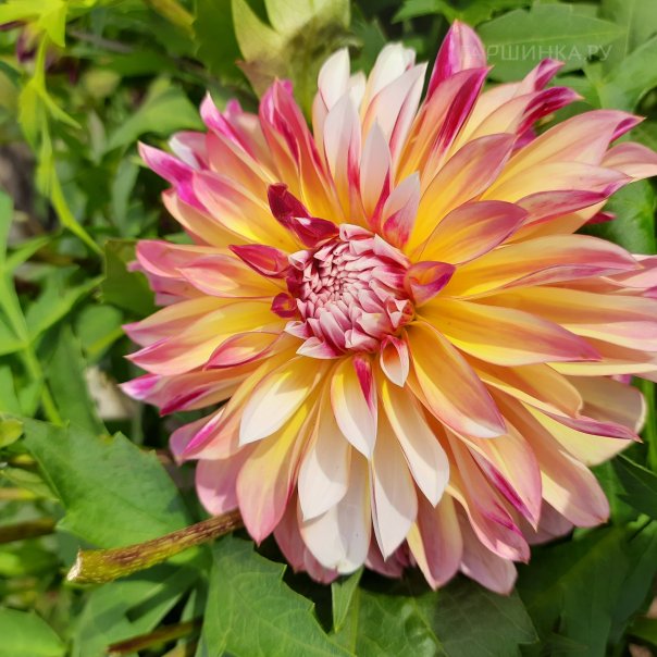 превью изображения отзыва