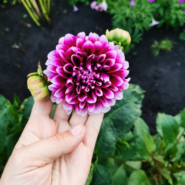 превью изображения отзыва