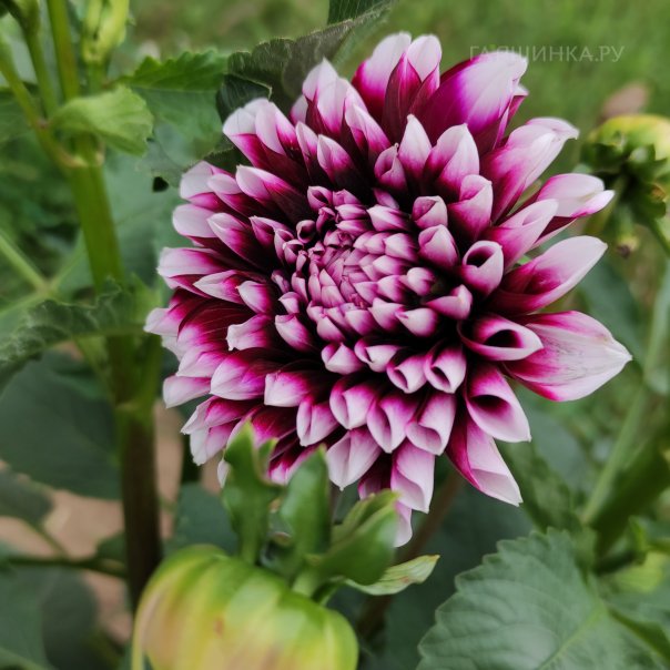 превью изображения отзыва