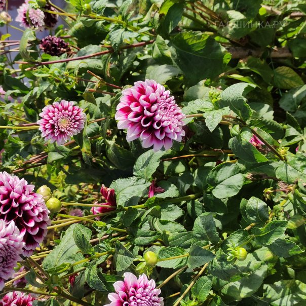 превью изображения отзыва