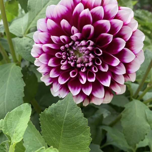 превью изображения отзыва