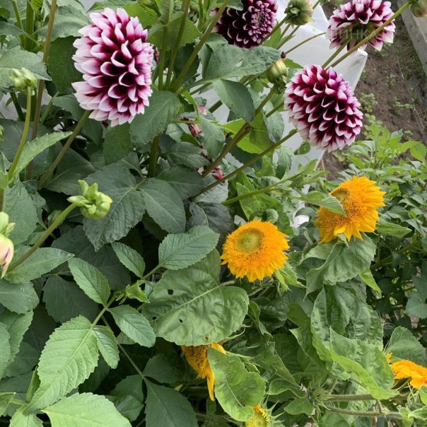 превью изображения отзыва