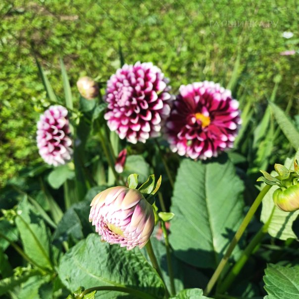 превью изображения отзыва