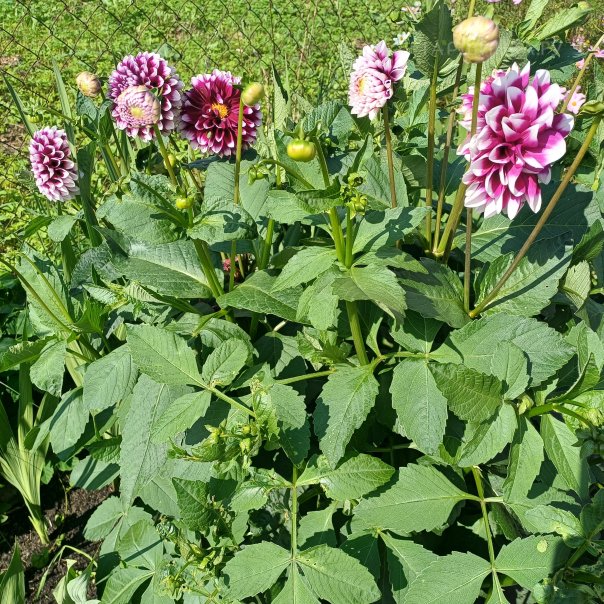 превью изображения отзыва