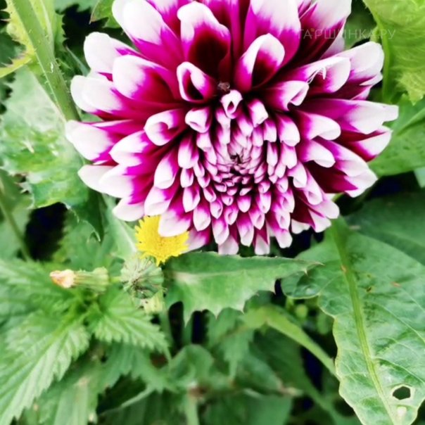 превью изображения отзыва