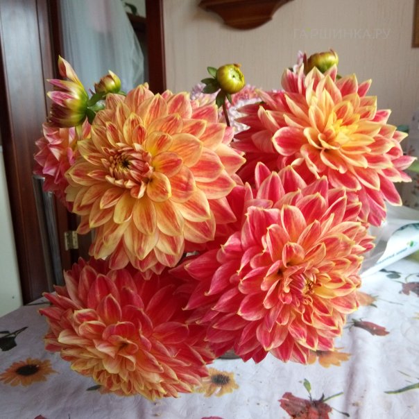 превью изображения отзыва