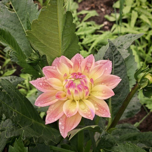 превью изображения отзыва