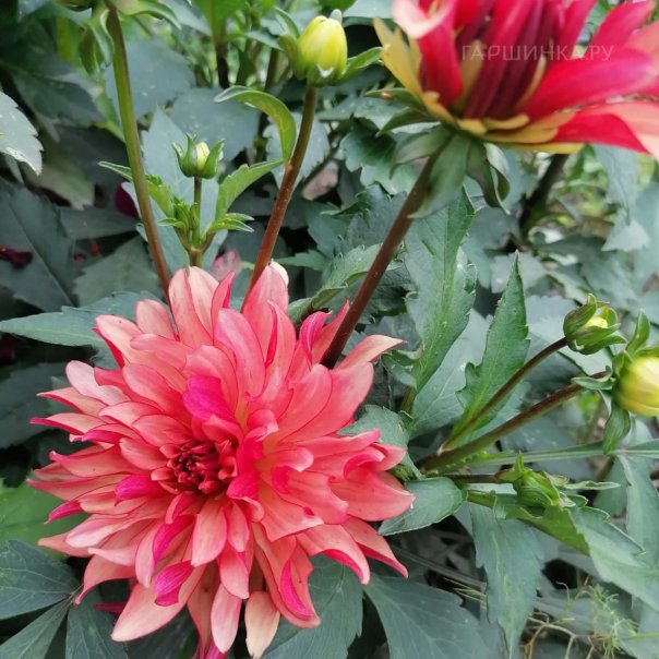 превью изображения отзыва