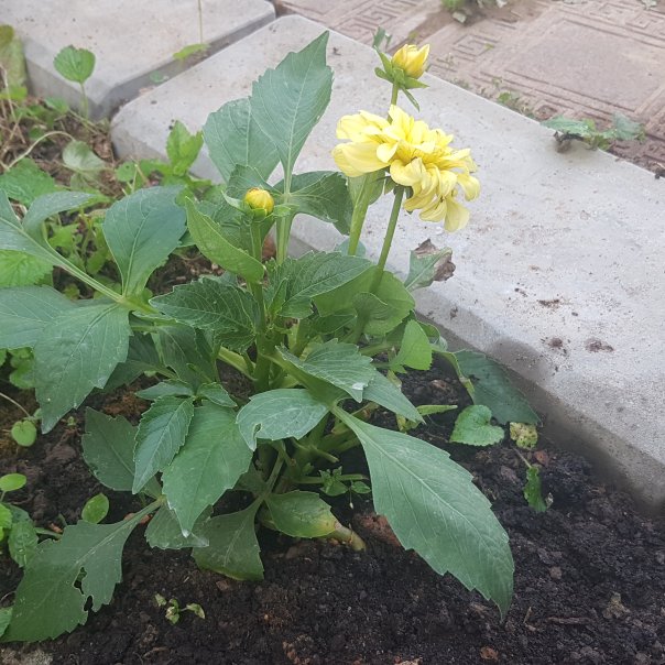 превью изображения отзыва