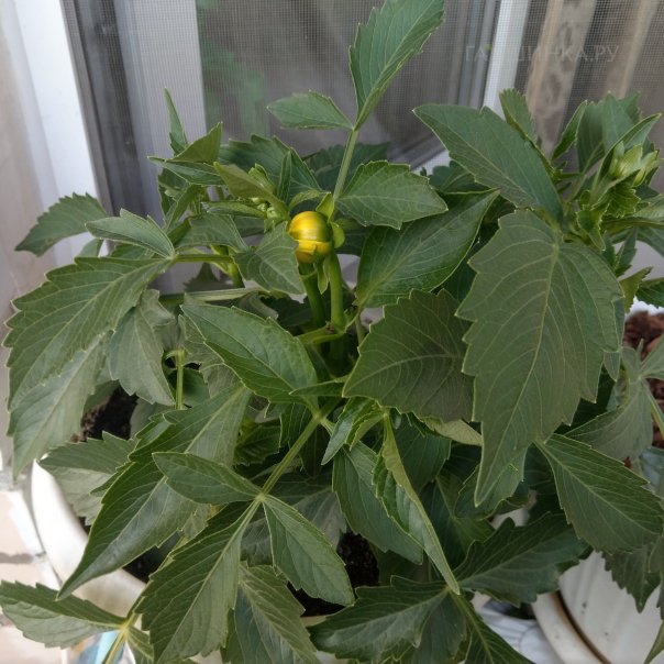 превью изображения отзыва