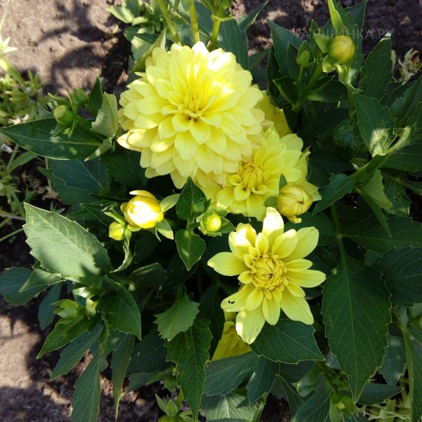 превью изображения отзыва