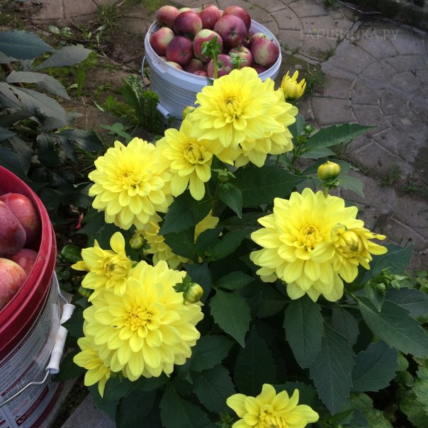 превью изображения отзыва