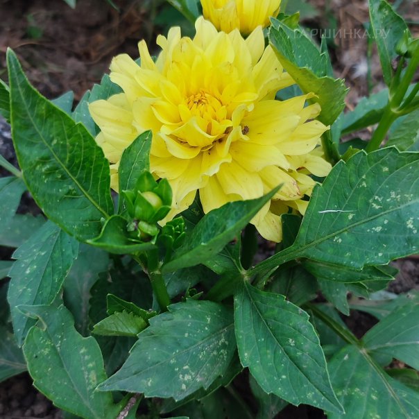 превью изображения отзыва