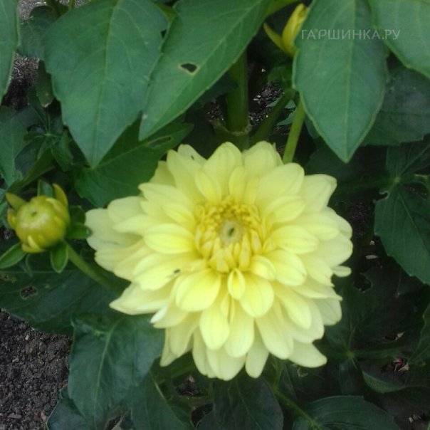 превью изображения отзыва