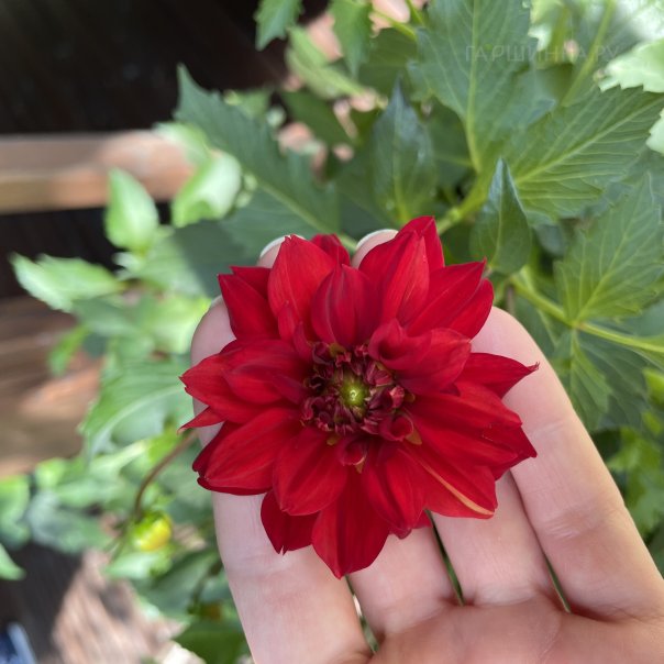 превью изображения отзыва