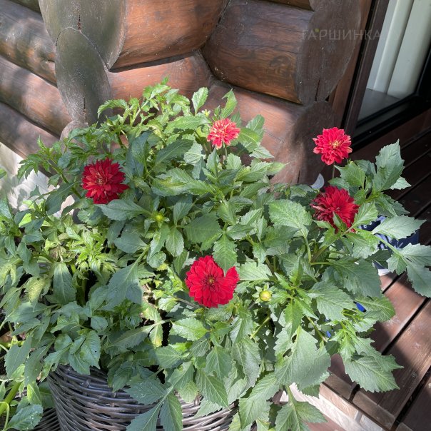 превью изображения отзыва