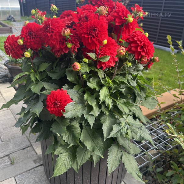 превью изображения отзыва